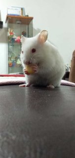 Snowman - Syrian / Golden Hamster Hamster