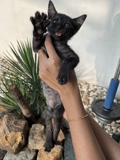 Smokey - Domestic Short Hair Cat