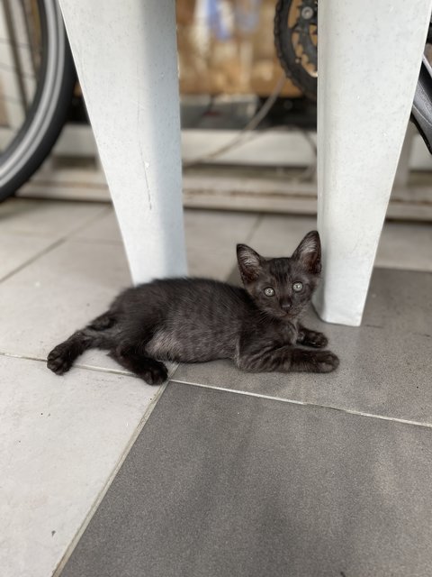 Smokey - Domestic Short Hair Cat