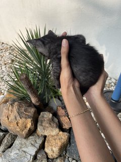 Smokey - Domestic Short Hair Cat