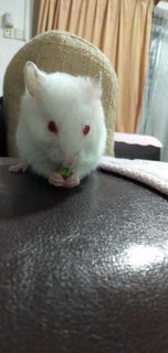 Lily - Syrian / Golden Hamster Hamster