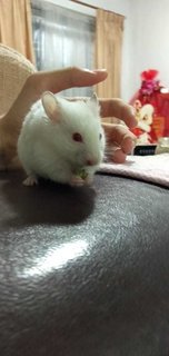 Lily - Syrian / Golden Hamster Hamster