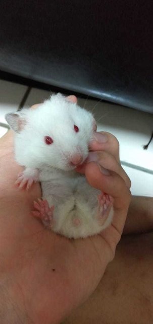 Lily - Syrian / Golden Hamster Hamster