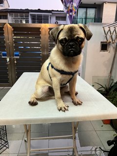 Bobby - Pug Dog