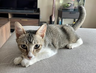 Tiger - Domestic Short Hair Cat