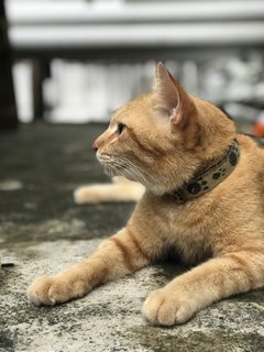 Collar 2022 - Domestic Short Hair Cat