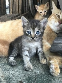 Collar Girl - Domestic Short Hair Cat