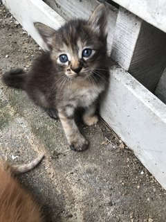 Collar Girl - Domestic Short Hair Cat