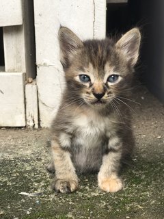 Collar Girl - Domestic Short Hair Cat