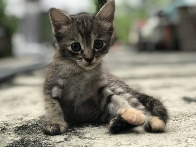 Collar Girl - Domestic Short Hair Cat