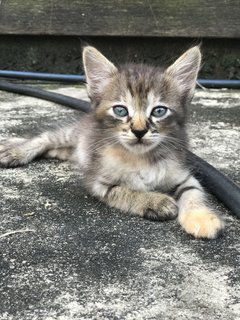 Collar Girl - Domestic Short Hair Cat