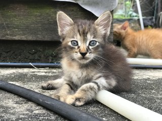 Collar Girl - Domestic Short Hair Cat