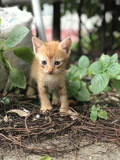 Mini Collar Boy - Domestic Short Hair Cat