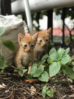 Mini Collar Boy - Domestic Short Hair Cat