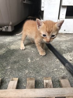 Mini Collar Boy - Domestic Short Hair Cat