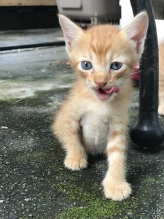 Mighty Collar  Boy - Domestic Short Hair Cat