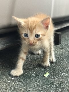 Mighty Collar  Boy - Domestic Short Hair Cat