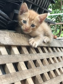 Mighty Collar  Boy - Domestic Short Hair Cat