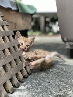 Mighty Collar  Boy - Domestic Short Hair Cat