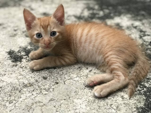 Mighty Collar  Boy - Domestic Short Hair Cat