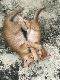 Mighty Collar  Boy - Domestic Short Hair Cat