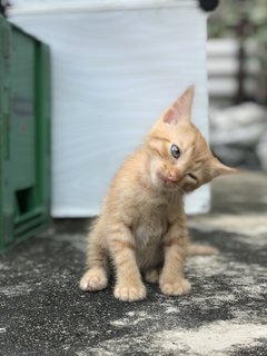 Mighty Collar  Boy - Domestic Short Hair Cat