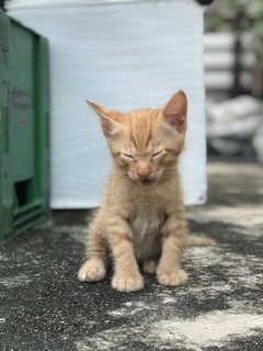 Mighty Collar  Boy - Domestic Short Hair Cat