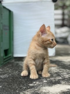 Mighty Collar  Boy - Domestic Short Hair Cat