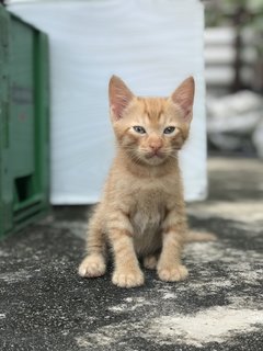 Mighty Collar  Boy - Domestic Short Hair Cat