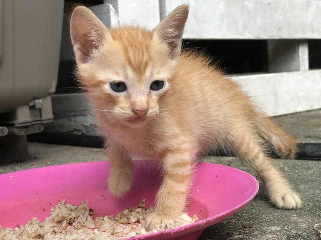 Shy Collar Boy - Domestic Short Hair Cat