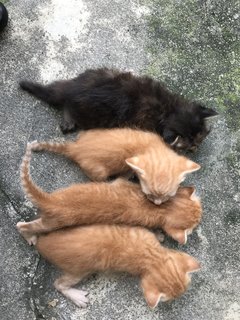 Shy Collar Boy - Domestic Short Hair Cat