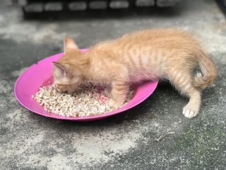 Shy Collar Boy - Domestic Short Hair Cat