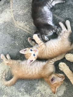 Shy Collar Boy - Domestic Short Hair Cat