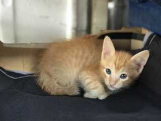 Shy Collar Boy - Domestic Short Hair Cat