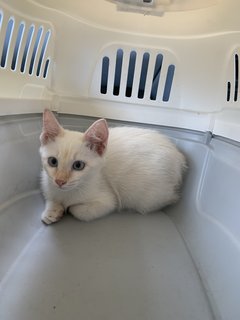 Love - Domestic Short Hair + Siamese Cat