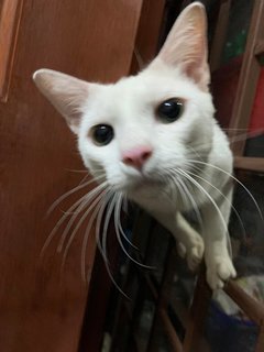 Putih - Domestic Short Hair Cat