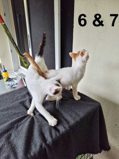 Mulan And Aladdin - Domestic Short Hair Cat