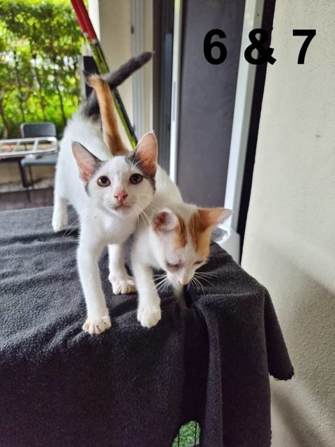 Mulan And Aladdin - Domestic Short Hair Cat