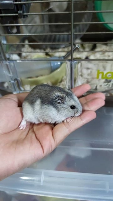 Winter White Russian - Common Hamster Hamster