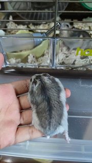 Winter White Russian - Common Hamster Hamster