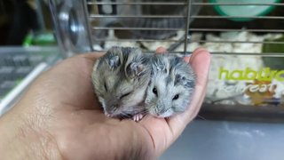 Winter White Russian - Common Hamster Hamster