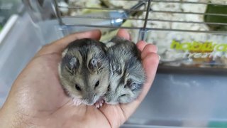 Winter White Russian - Common Hamster Hamster