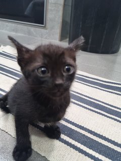 Lao Er(Second Baby) - Domestic Short Hair Cat