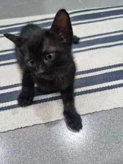 Lao Er(Second Baby) - Domestic Short Hair Cat