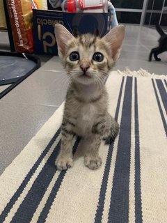 Lao San(Third Baby) - Domestic Short Hair Cat