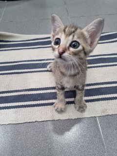 Lao San(Third Baby) - Domestic Short Hair Cat