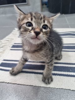 Lao Yao(Youngest Baby) - Domestic Short Hair Cat