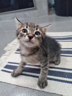 Lao Yao(Youngest Baby) - Domestic Short Hair Cat