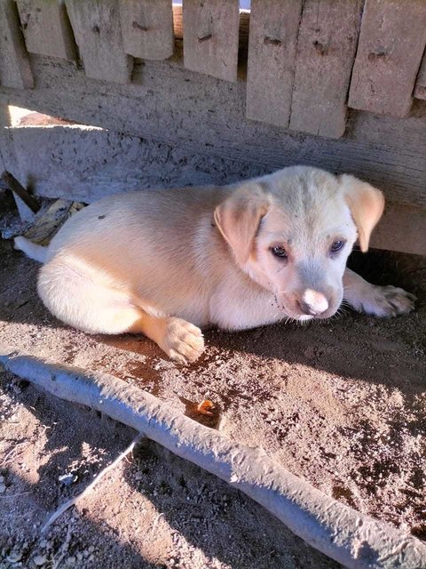 Melaka Puppies - Mixed Breed Dog