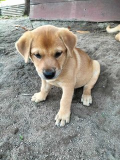 Melaka Puppies - Mixed Breed Dog